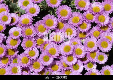 Strand Aster niedrig wachsenden Stockfoto