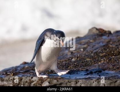 Der südliche Steinhopper-Pinguin (Eudyptes chrysocome) ist ein temperamentvoller Haubenpinguin. Das Bild wurde auf den Falklandinseln aufgenommen Stockfoto