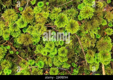 Ein Teppich aus Regenschirmmoos (Hypopterygium sp.), der auf dem Waldboden wächst. Gefunden auf Ulva Island, Neuseeland Stockfoto