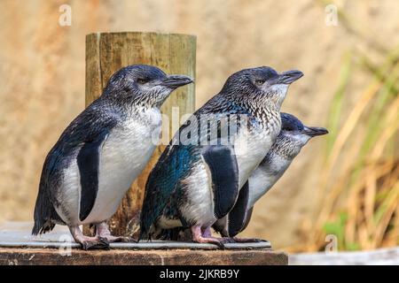Eine Gruppe kleiner blauer Pinguine, auch bekannt als Feenpinguine oder Korora. In Neuseeland gefunden, sind sie die kleinsten Pinguinarten Stockfoto