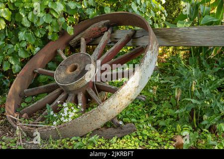 Ein altes Wagenrad mit einer gusseisernen Felge, das in einem Garten gegen einen Zaun aufgeschlagen wurde Stockfoto