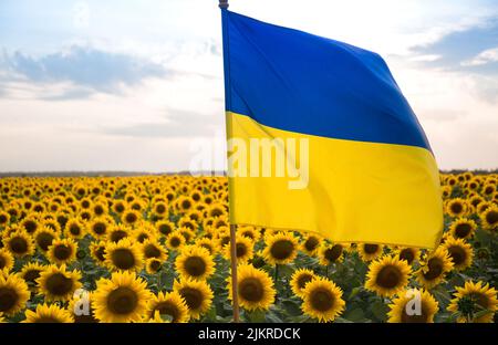 Große Satin-Flagge der Ukraine in gelben und blauen Farben flattert vor dem Hintergrund von vielen blühenden Sonnenblumen und Himmel. Stolz, Freiheit, Symbol der Stockfoto