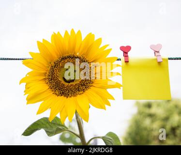 Gelbe Sonnenblumenblume mit einem Lächeln darauf und einem Stück Papier zum Schreiben darauf, an einem Seil auf einem hellen Hintergrund fixiert. Lächeln Sie Tag, Post Stockfoto