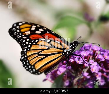 Ein farbenfroher Monarch Butterfly, Danaus plexippus, auf einem rosa oder violetten Schmetterlingsbusch, Buddleja, im Sommer oder Herbst, Lancaster, Pennsylvania Stockfoto