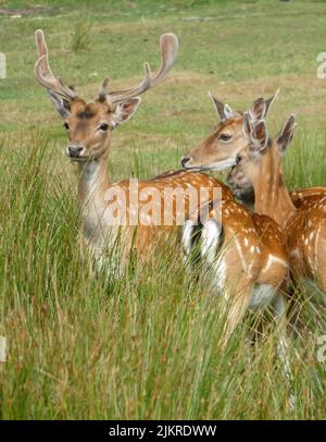 Eine Herde europäischer Damhirsche, die im hohen Gras stehen. Ein Buck und ein paar tut es. Der Bock sieht nervös aus. Stockfoto