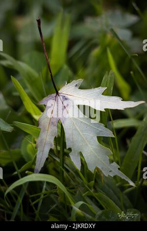 Ein einsames silbernes Ahornblatt, Acer saccharinum.lying auf der silbernen Grasseite im Frühjahr, Sommer oder Herbst, Lancaster, Pennsylvania Stockfoto