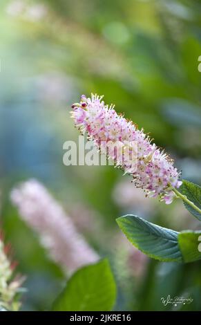 Rosafarbene Sommer-Süßpfeffer-Buschblütenspitzen, cethra alnifolia, auf einem üppigen, verschwommenen Hintergrund im Sommer oder Herbst, Lancaster, Pennsylvania Stockfoto