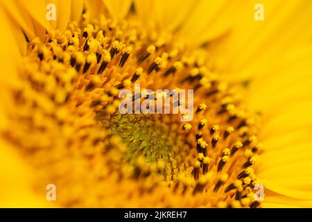 Makroaufnahme der blühenden Sonnenblume. Selektiver Fokus Stockfoto