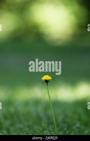 Ein einziger gelber Löwling, Taraxacum officinale, auf einem üppigen und verschwommenen grünen Hintergrund im Sommer oder Herbst, Lancaster, Pennsylvania Stockfoto