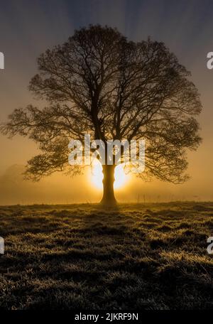 Sonnenaufgang hinter einem Platanenbaum an einem frostigen Morgen im Dorf Marnhull, Dorset, Großbritannien Stockfoto