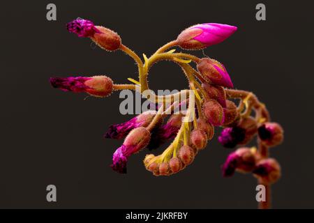 Cape Sundew, drosera capensis Knospen blüht jeweils 6 Stunden am Tag, stirbt dann zurück - die nächste Knospe blüht und der Prozess wiederholt sich Stockfoto