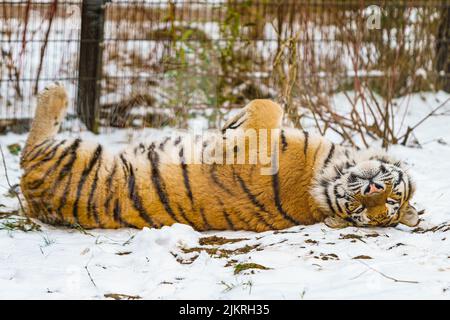Tiger liegt im Schnee. Schöner wilder sibirischer Tiger auf Schnee Stockfoto