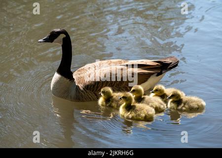 Eine Mutter und ihre Familie von Enten auf dem Fluss. Wasservögel aus der Entenfamilie Stockfoto