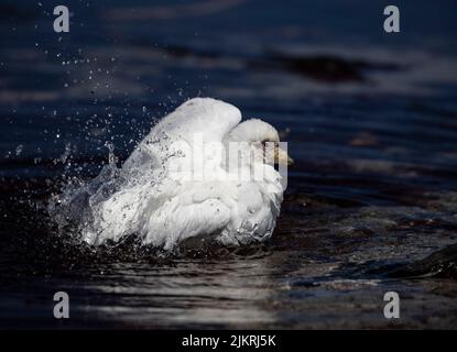 Der schneebedeckte Steinschnabel (Chionis albus) ist der einzige in der Antarktis heimische Landvogel. Sie wandern im Winter aus; dies wurde auf den Falklandinseln aufgenommen Stockfoto