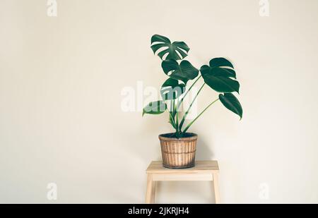 Monstera deliciosa oder Swiss Cheese Plant in Weidenblüten Topf isoliert auf einem hellen Hintergrund, Minimalismus und skandinavischen Stil Stockfoto