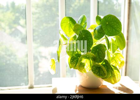 Pflanze von Pilea, chinesische Geldanlage oder Pfannkuchenpflanze in einem weißen Topf nahe dem Fenster an einem sonnigen Tag Stockfoto