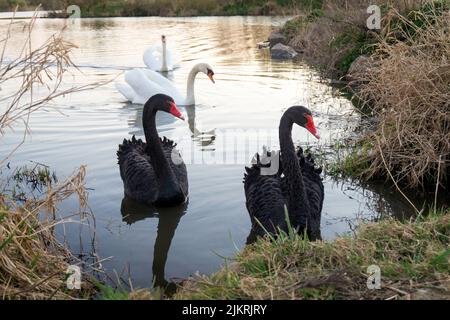 Schwarz-Weiß Schwäne zusammen. Zwei Paare Schwäne schwimmen in einem Teich. Cygnus atratus und Cygnus olor. Stockfoto