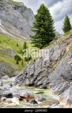 Sibirische Zeder wächst an einem steilen Hang eines Felsens über einem Gebirgsfluss. Eastern Sayan. Burjatien. Russland Stockfoto