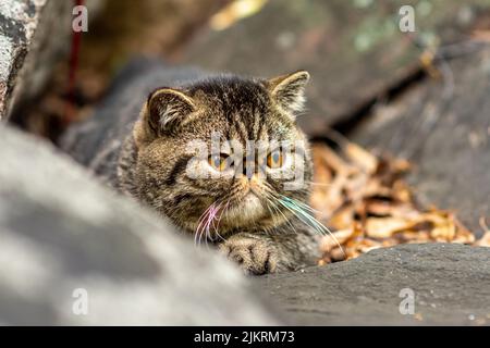 Eine niedliche, braun gestromte exotische Kurzhaar-Rasse von Katzen, die auf einem grauen Stein sitzen, hat Angst vor Reisen im Freien und schaut sich mit Schrecken um Stockfoto