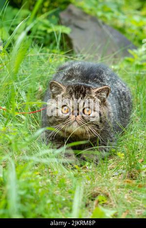 Süße braun gestreifte Katze exotische Spaziergänge an der Leine im Park an einem Sommertag. Persisches Kätzchen auf dem grünen Gras auf einem Geschirr mit einer Leine im Freien Stockfoto