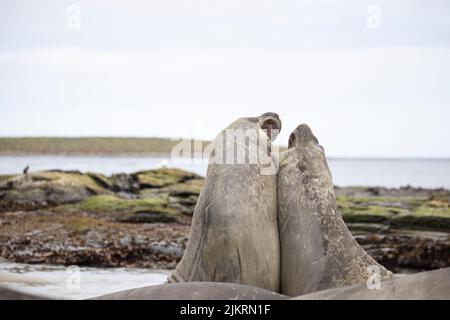 Der südliche Elefantenrobbe (Mirounga leonina) ist die größte der Nadelnippenarten. Aufgenommen auf den Falklandinseln, im Südatlantik Stockfoto