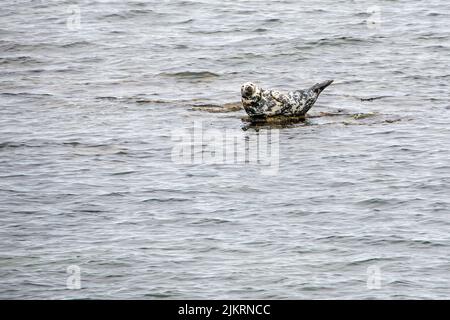 Eine Kolonie von Kegelrobben sonnt sich am Strand in Portgordon, Morayshire, Schottland, Großbritannien. Stockfoto