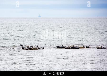 Eine Kolonie von Kegelrobben sonnt sich am Strand in Portgordon, Morayshire, Schottland, Großbritannien. Stockfoto