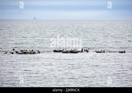 Eine Kolonie von Kegelrobben sonnt sich am Strand in Portgordon, Morayshire, Schottland, Großbritannien. Stockfoto