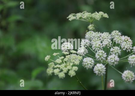 Wilde Engelsblumen im Sommerwald, Angelica sylvestris Blumen Stockfoto