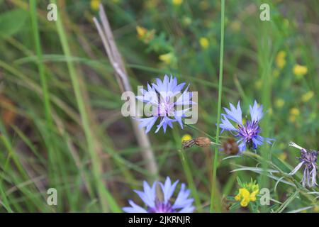 Centaurea cyanus, Kornblumenblüten im Sommerwald Stockfoto