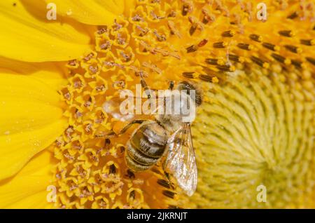 Eine Biene auf einer großen Sonnenblume Stockfoto