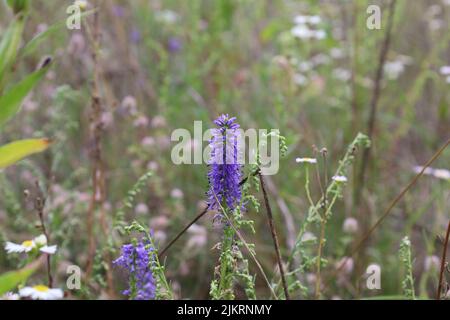 Veronica spicata blüht auf der Sommerwiese Stockfoto