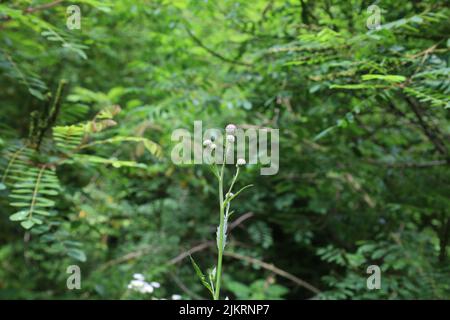 Schleichende Distel im Sommerwald Stockfoto