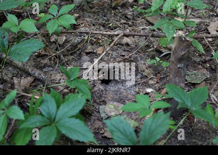 Maulwurf Loch im Sommerwald Stockfoto