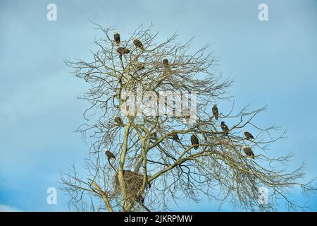 Bald Adler auf Baumzweigen. Bald Adler Barsch auf einem großen Baum Scannen die Umgebung. Stockfoto