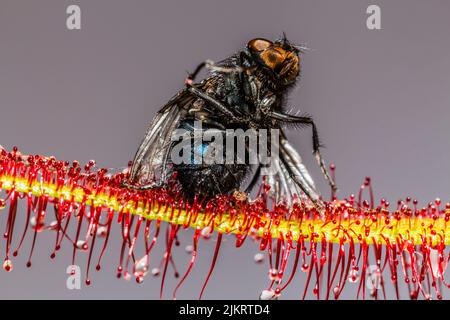 Makroaufnahme einer blauen Flaschenfliege, Calliphora vomitoria, gefangen von den klebrigen Tentakeln einer Cape Sundaw-Pflanze, Drosera capensis Stockfoto