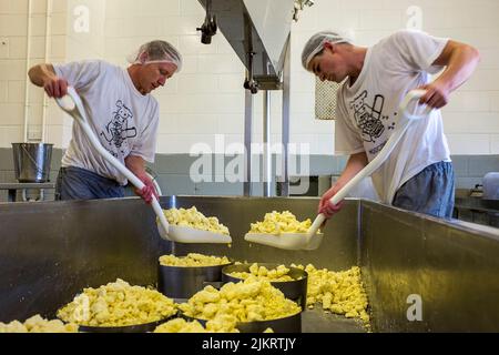 Käsehersteller, die auf der Pyengana Dairy Farm im Norden Tasmaniens frischen Käse in Formen von preisgekröntem Cheddar-Käse verfüllen Stockfoto