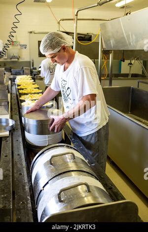 Käsehersteller entfernt Räder von frisch zubereitetes, preisgekröntes Cheddar-Käsesorten auf der Pyengana Dairy Farm Friom the Molds, Tasmanien Stockfoto