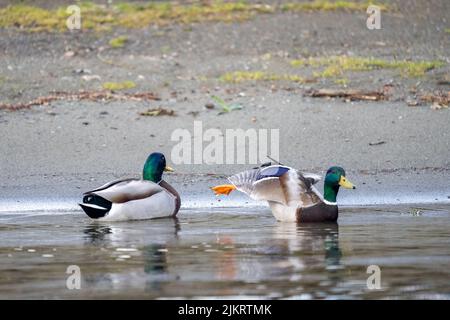 Issaquah, Washington, USA. Zwei männliche Stockenten schwimmen in der Nähe der Küste des Lake Sammamish, wobei einer sein Bein ausstreckt und nach außen flügt. Stockfoto