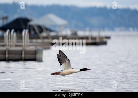 Issaquah, Washington, USA. Männliche Merganser, die in der Nähe eines Docks im Lake Sammamish fliegen. Stockfoto