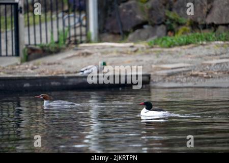 Issaquah, Washington, USA. Männliche und weibliche Merganser schwimmen in der Nähe eines Docks im See Sammamish. Stockfoto