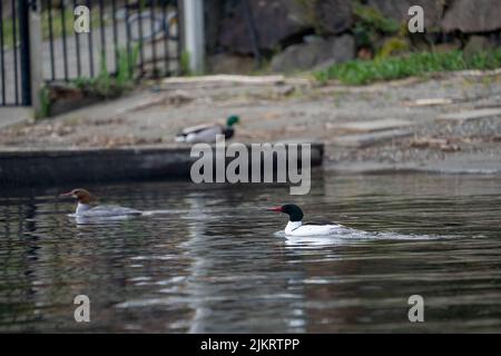 Issaquah, Washington, USA. Männliche und weibliche Merganser schwimmen in der Nähe eines Docks im See Sammamish. Stockfoto