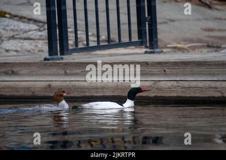 Issaquah, Washington, USA. Männliche und weibliche Merganser schwimmen in der Nähe eines Docks im See Sammamish. Stockfoto