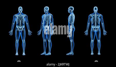 Akkurates Röntgenbild des menschlichen Skelettsystems mit erwachsenen männlichen Körperkonturen auf schwarzem Hintergrund 3D Rendering Illustration. Anatomie, Osteologie, Medizin, Stockfoto