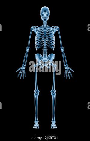 Röntgenbild der vorderen oder vorderen Ansicht des gesamten menschlichen Skelettsystems oder Skeletts isoliert auf schwarzem Hintergrund 3D Rendering Illustration. Medizin, Gesundheit Stockfoto