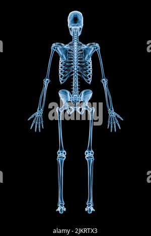 Röntgenbild der hinteren oder hinteren Ansicht des gesamten menschlichen Skelettsystems oder Skeletts isoliert auf schwarzem Hintergrund 3D Rendering Illustration. Medizin, Gesundheit Stockfoto