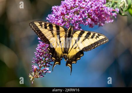 Issaquah, Washington, USA. Westlicher Tiger Schwalbenschwanzschmetterling auf einem Schmetterling ‘Buddleja davidii’ Busch. Stockfoto