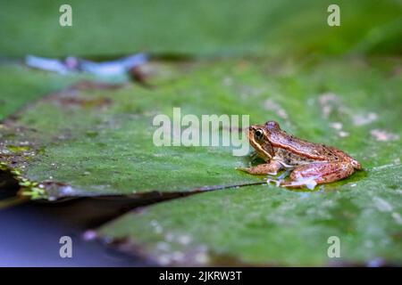 Issaquah, Washington, USA. Cascades Frosch (Rana cascadae) sitzt auf einer Lilienunterlage. Stockfoto