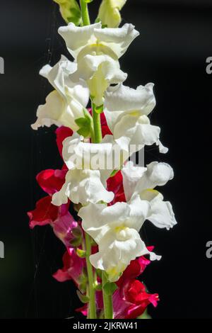 Issaquah, Washington, USA. Snapdragon Blumen. Stockfoto