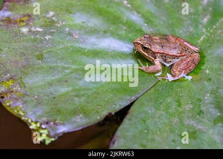 Issaquah, Washington, USA. Cascades Frosch (Rana cascadae) sitzt auf einer Lilienunterlage. Stockfoto